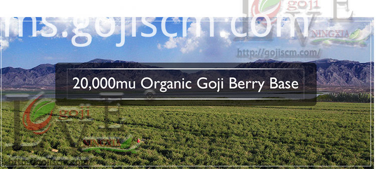 Manfaat Berbilang goji berry base Multiple Benefits goji berry base
